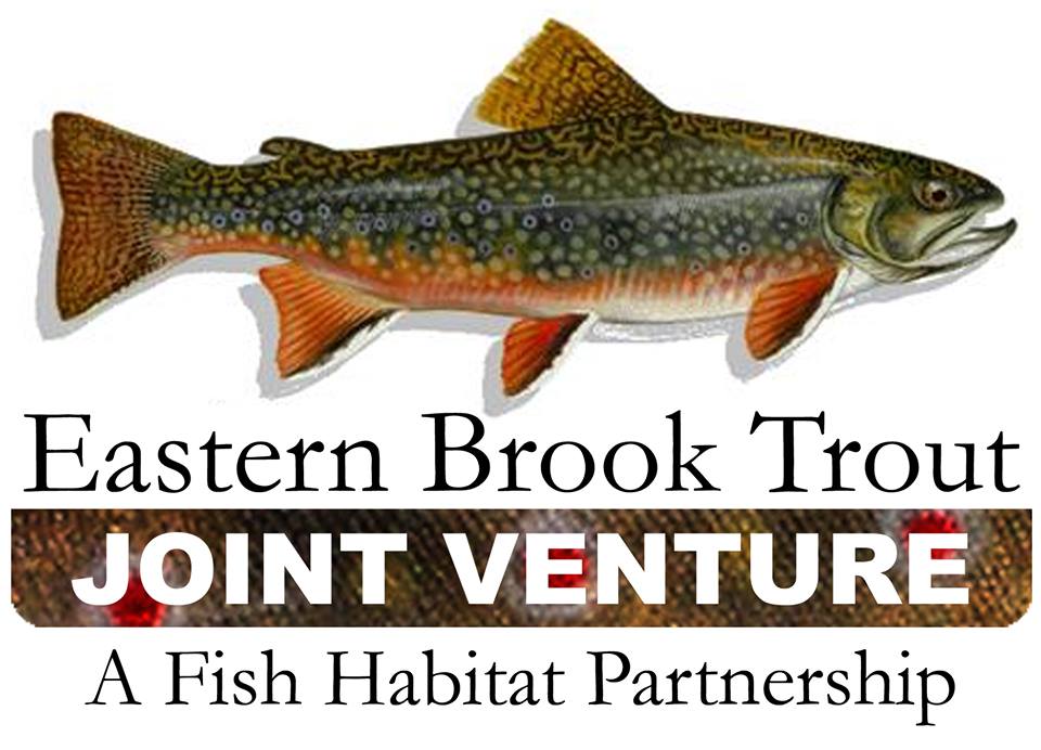 eastern brook trout